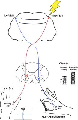 Task-dependent alteration of beta-band intermuscular coherence is associated with ipsilateral corticospinal tract excitability